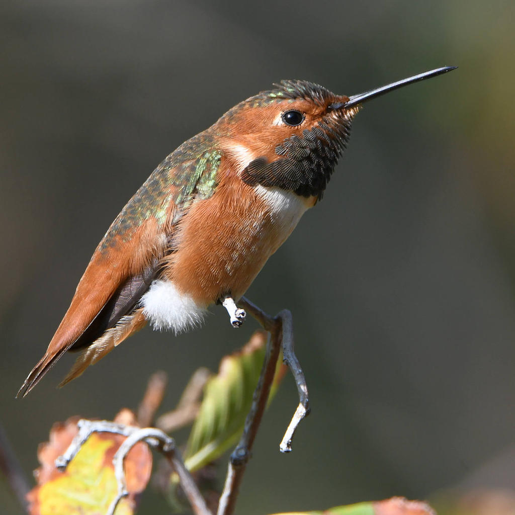 Hummer5.jpg