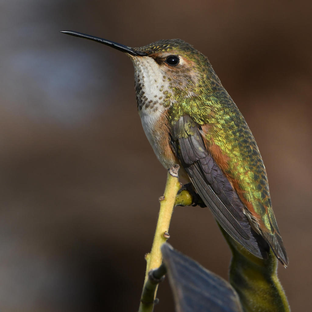 Hummer5.jpg