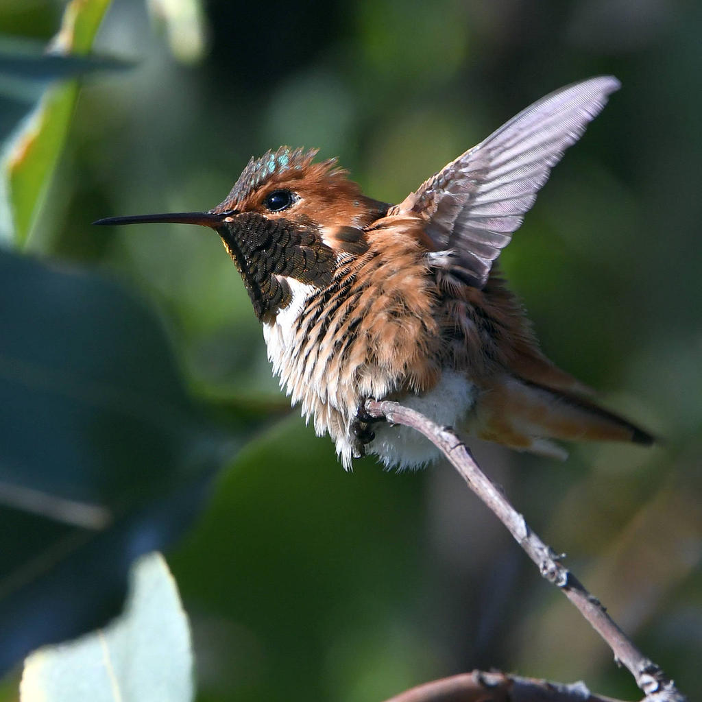 Hummer5.jpg