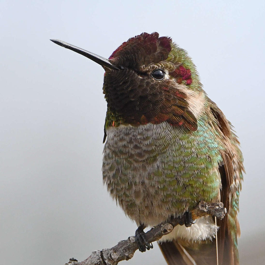 Hummer5.jpg