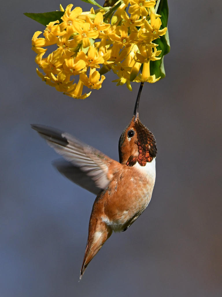 Hummer5.jpg