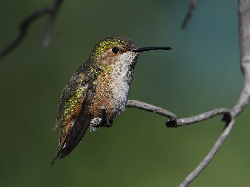 Hummer5.jpg