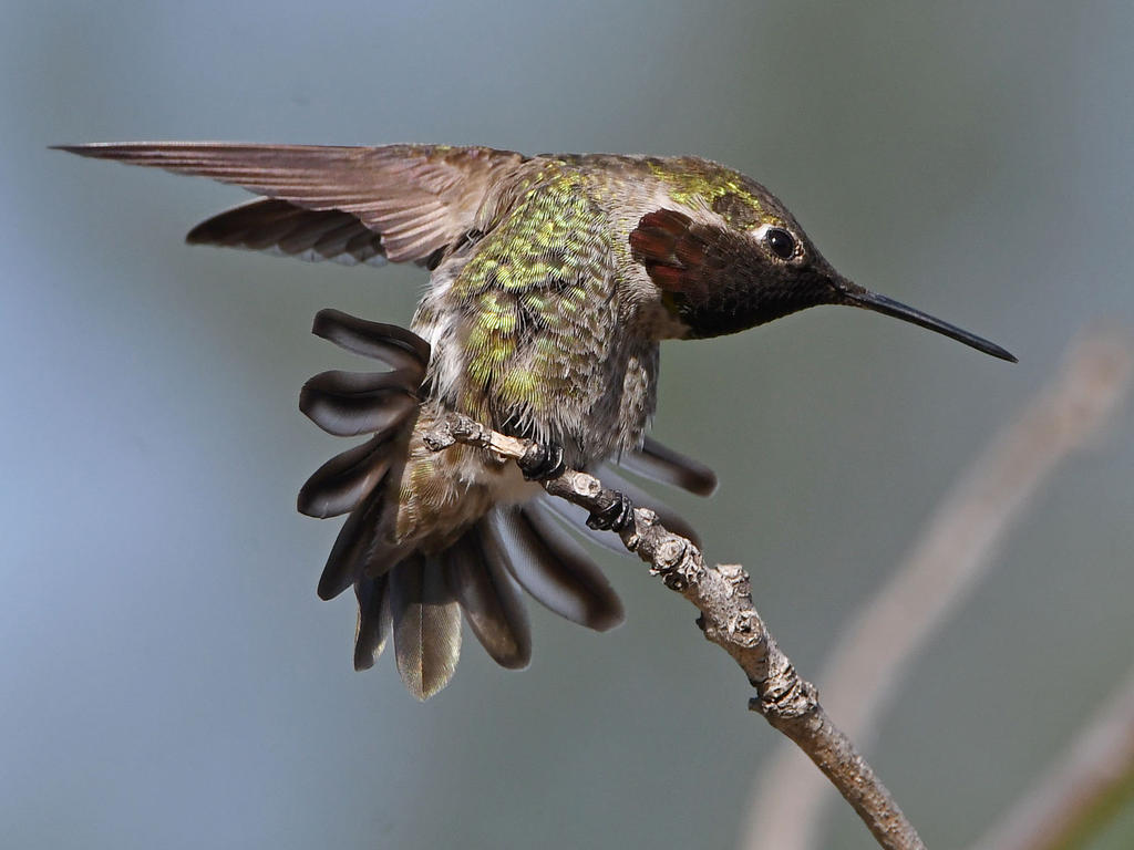 Hummer5.jpg