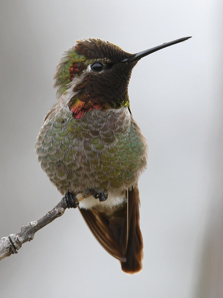 Hummer5.jpg
