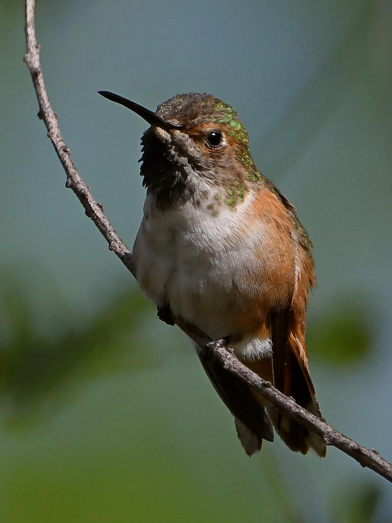 Hummer5.jpg