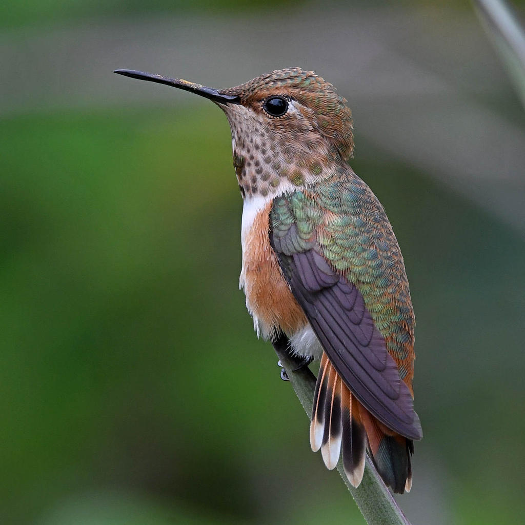 Hummer5.jpg