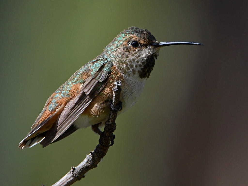 Hummer5.jpg