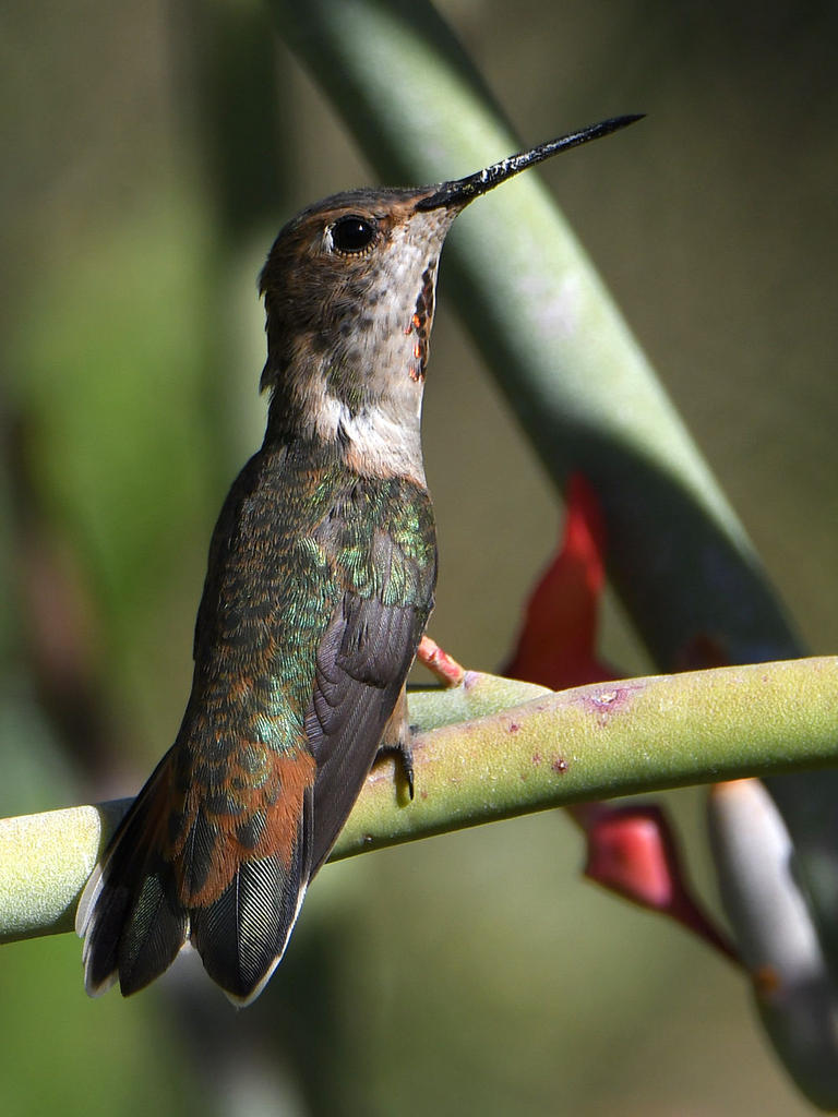Hummer5.jpg