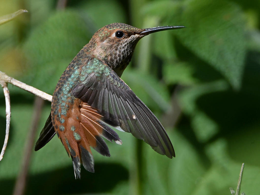 Hummer5.jpg