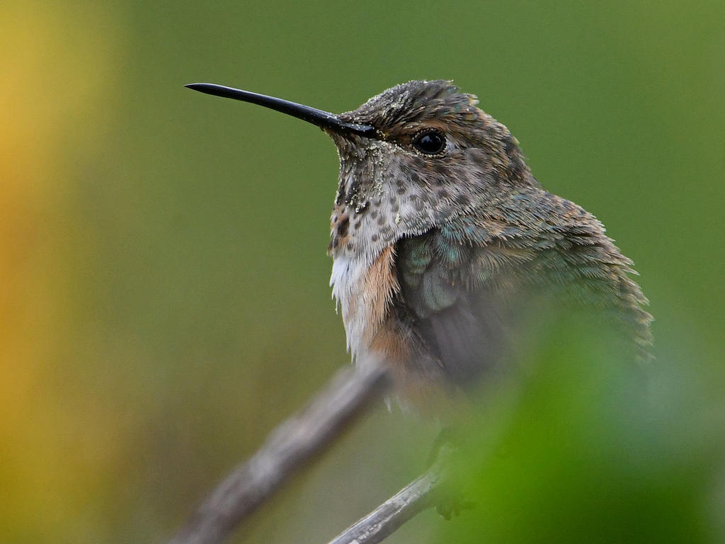 Hummer5.jpg