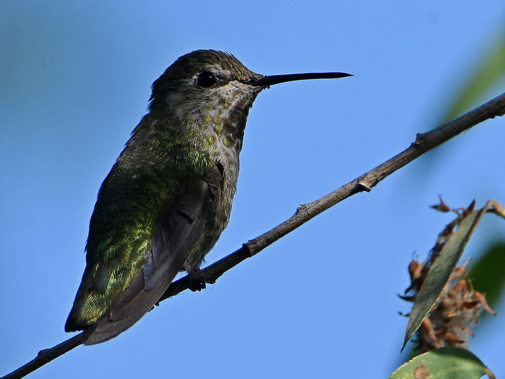Hummer5.jpg