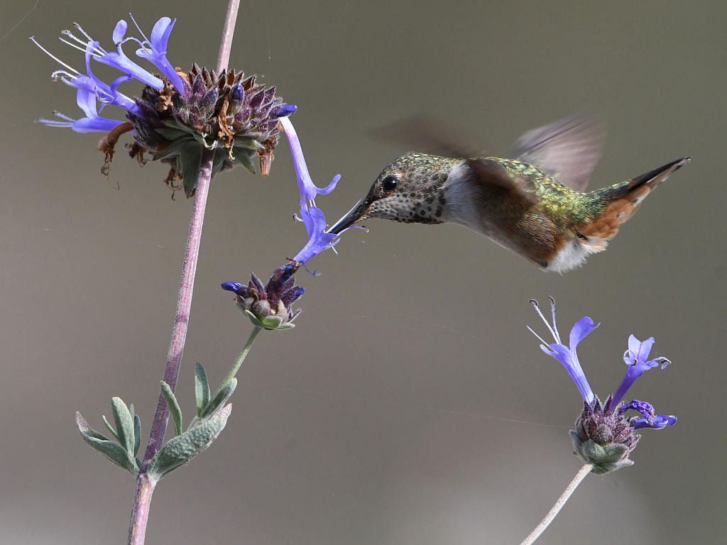 Hummer5.jpg
