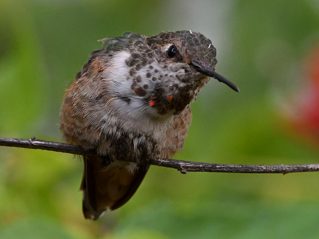 Hummer5.jpg