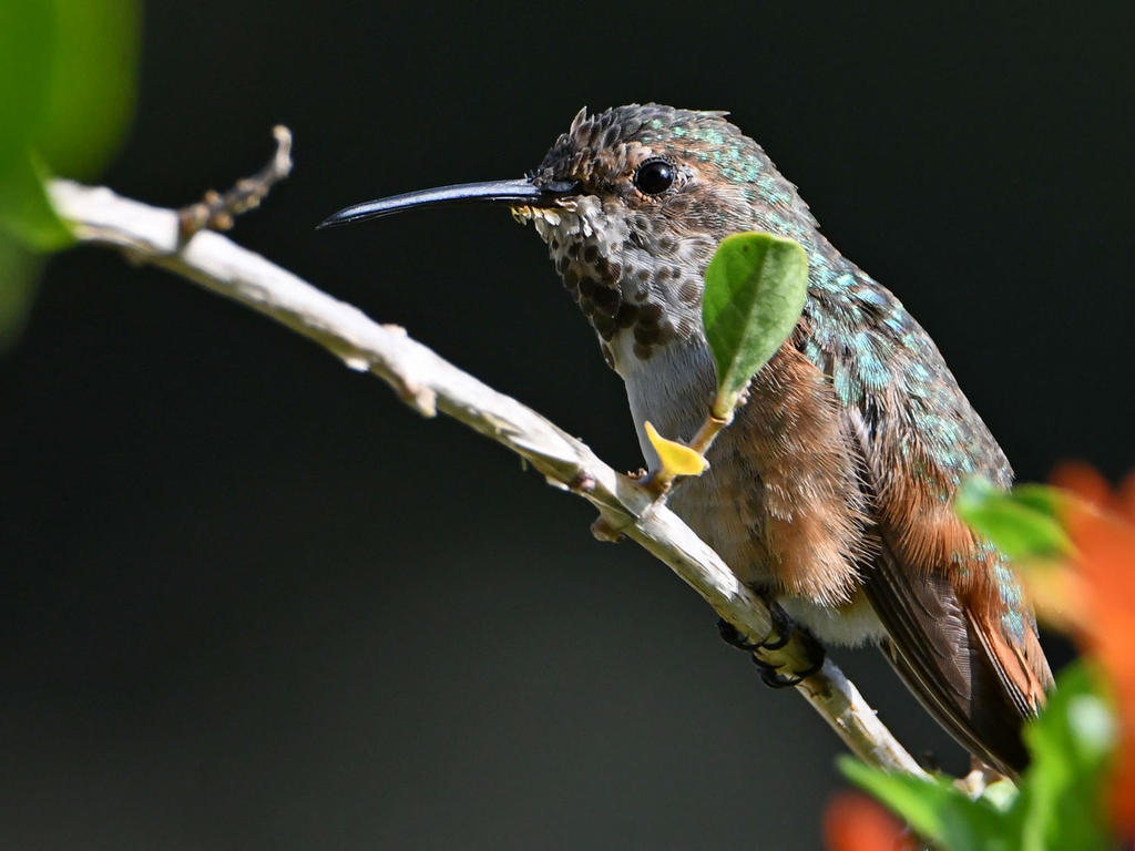 Hummer5.jpg