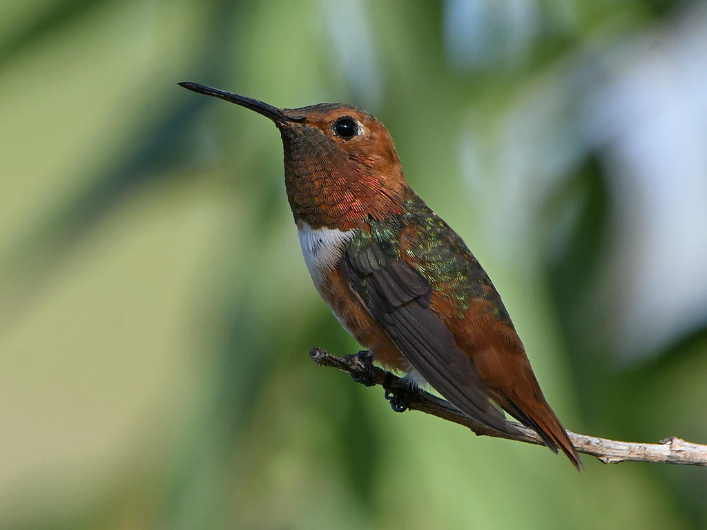 Hummer5.jpg
