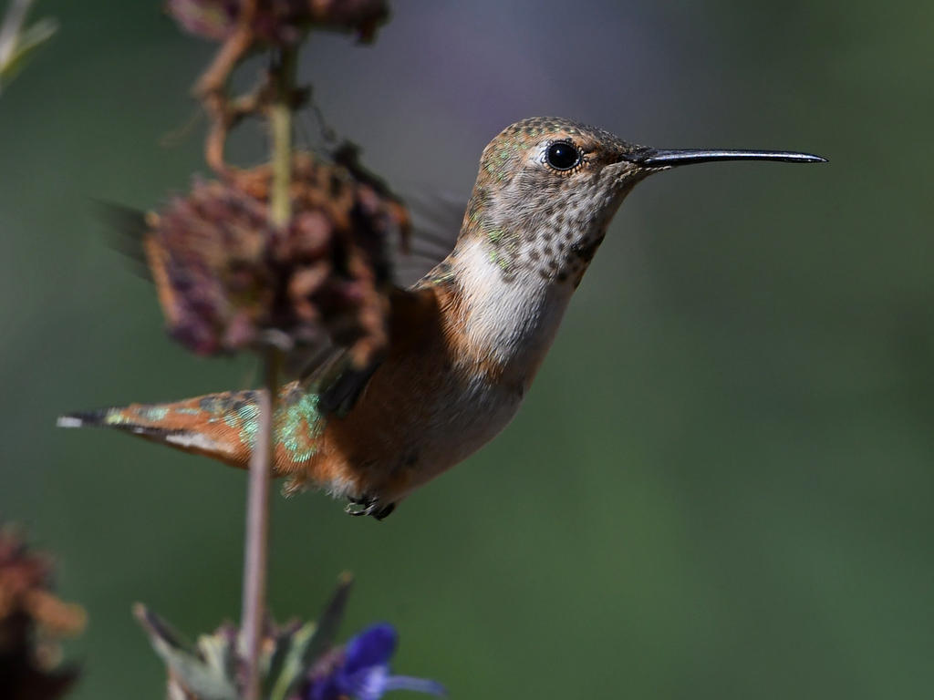 Hummer5.jpg