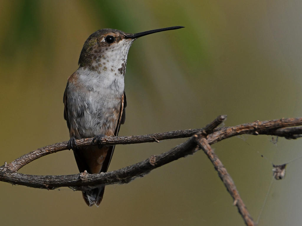 Hummer5.jpg