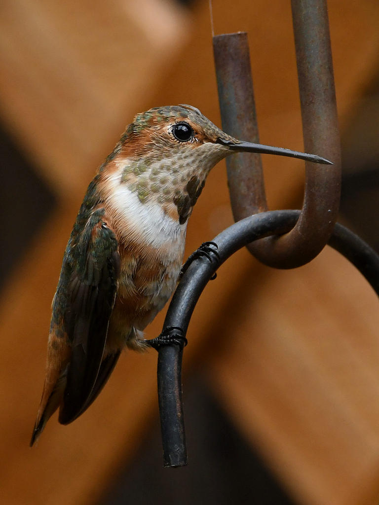Hummer5.jpg