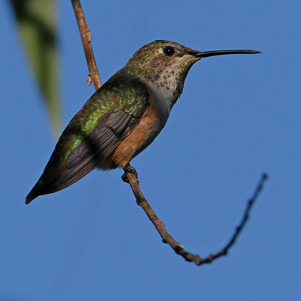 Hummer5.jpg