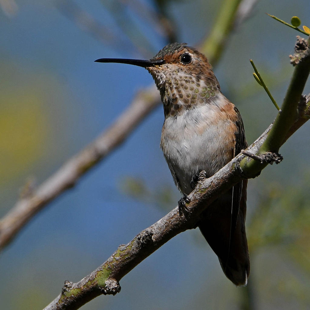 Hummer5.jpg