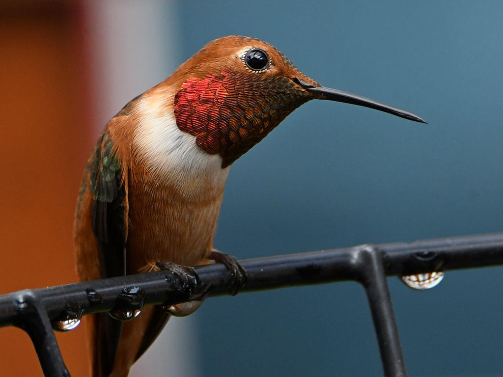 Hummer5.jpg