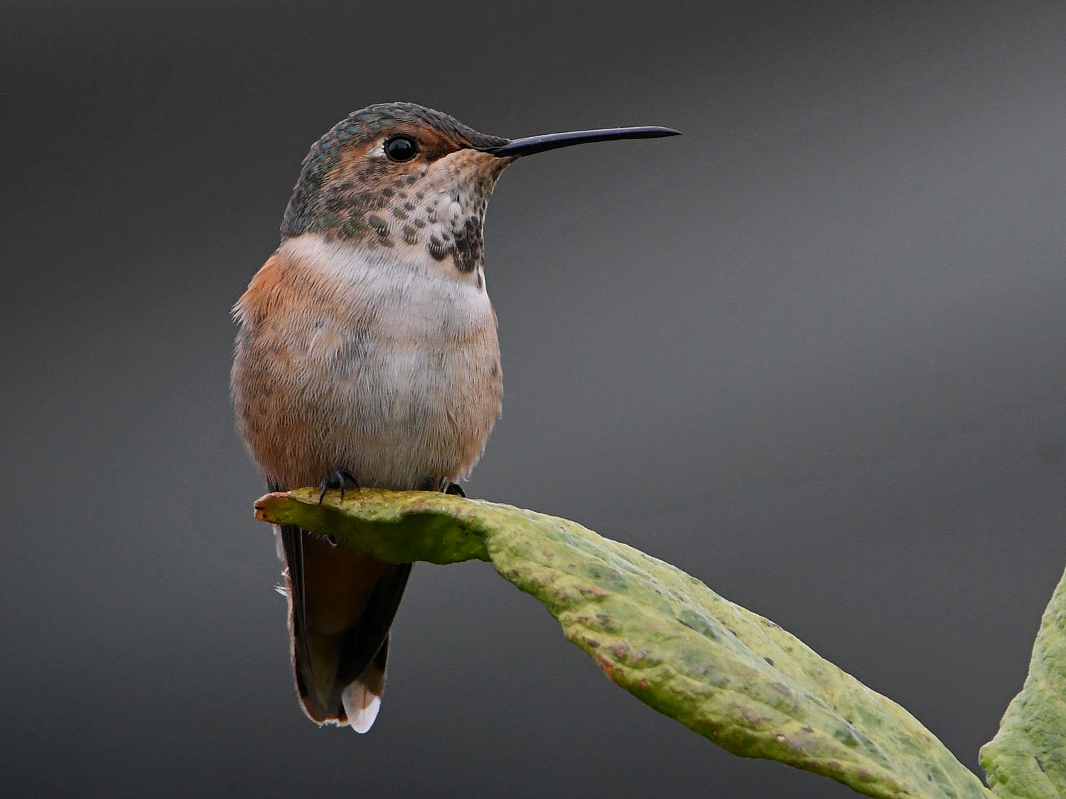 Hummer5.jpg