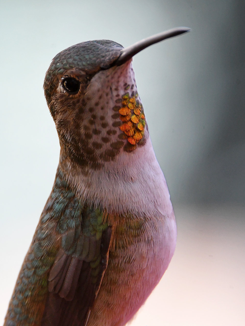 Hummer5.jpg