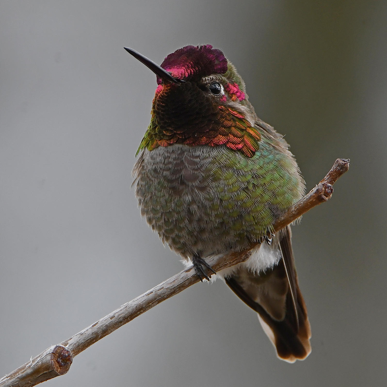 Hummer5.jpg