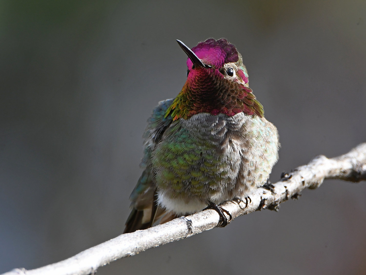 Hummer5.jpg