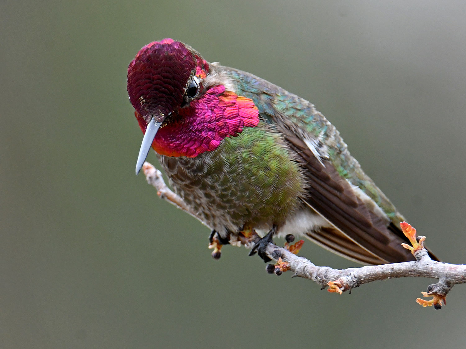 Hummer5.jpg