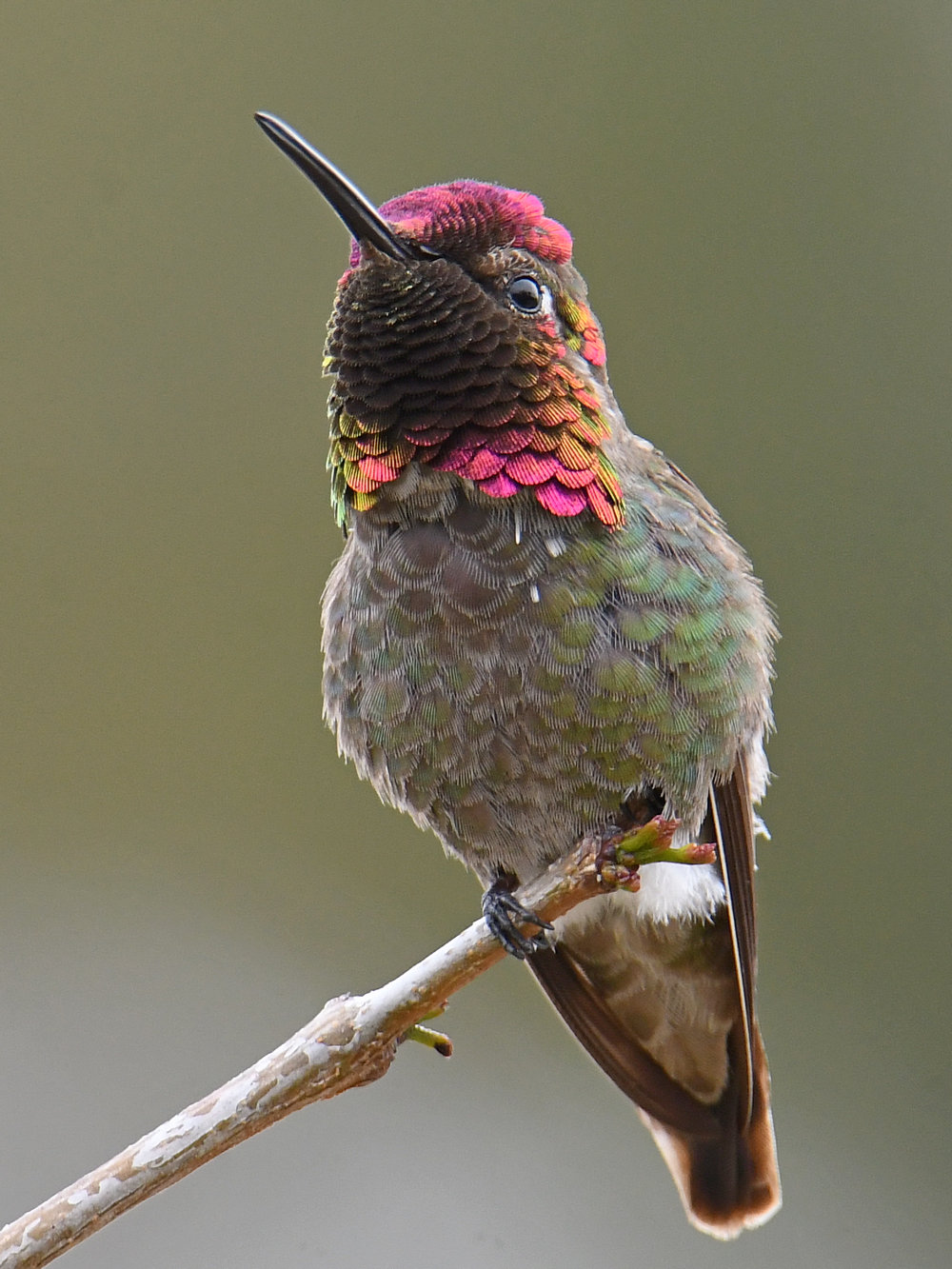 Hummer5.jpg