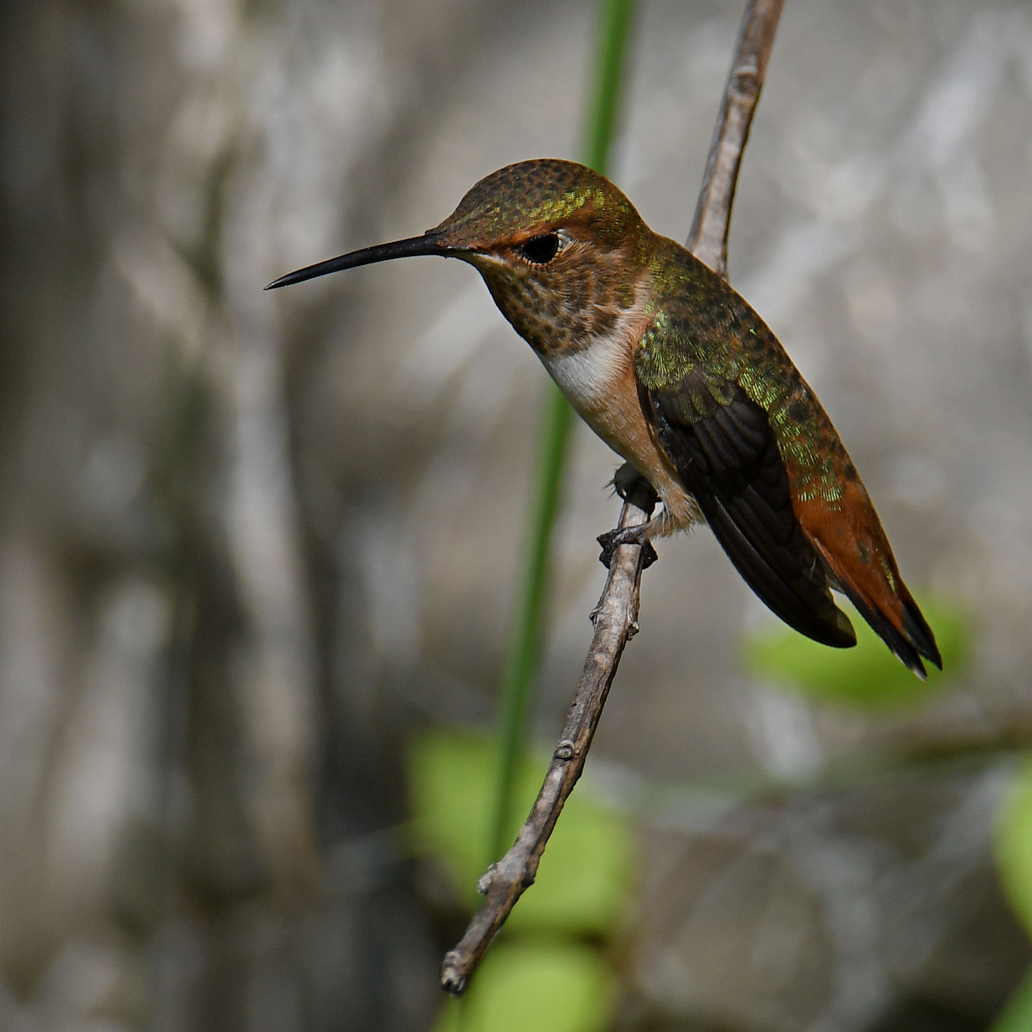 Hummer5.jpg