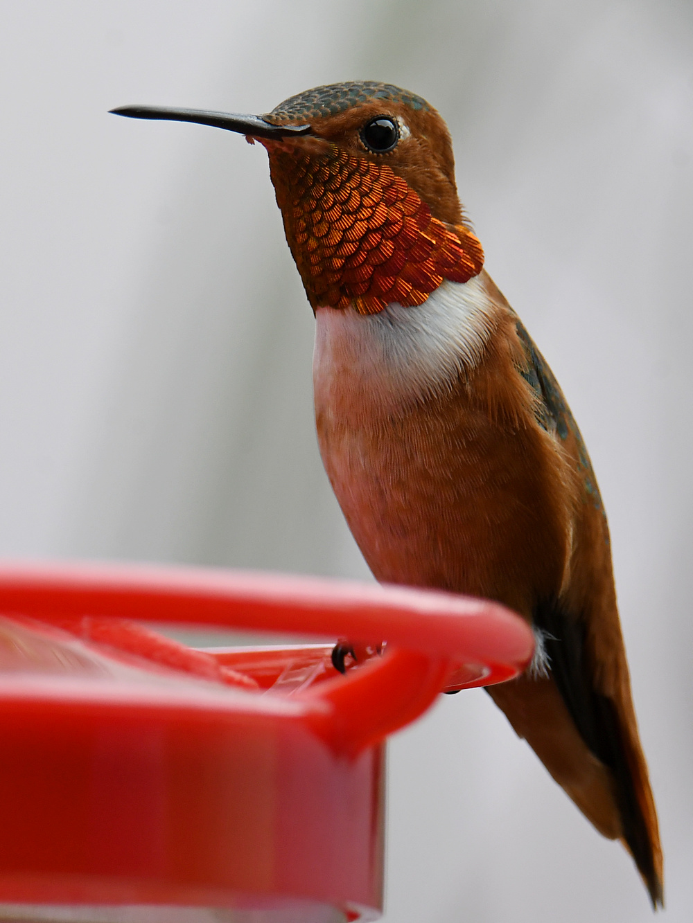 Hummer5.jpg