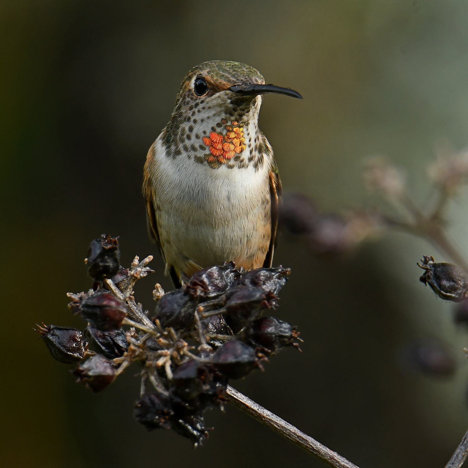 Hummer5.jpg