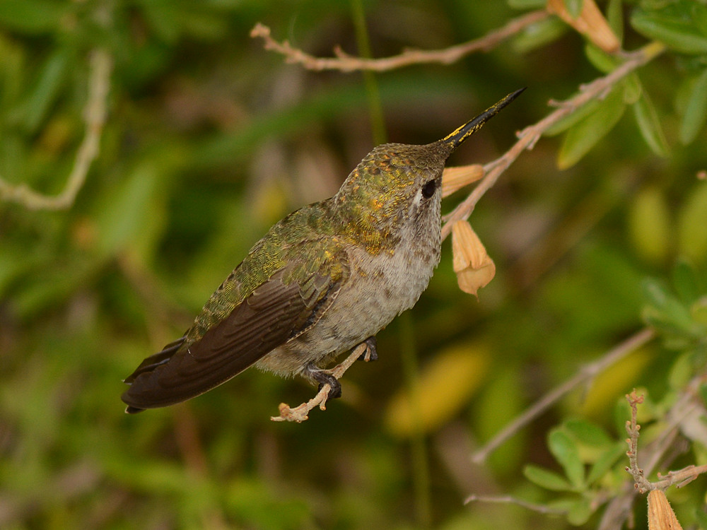 Hummer5.jpg