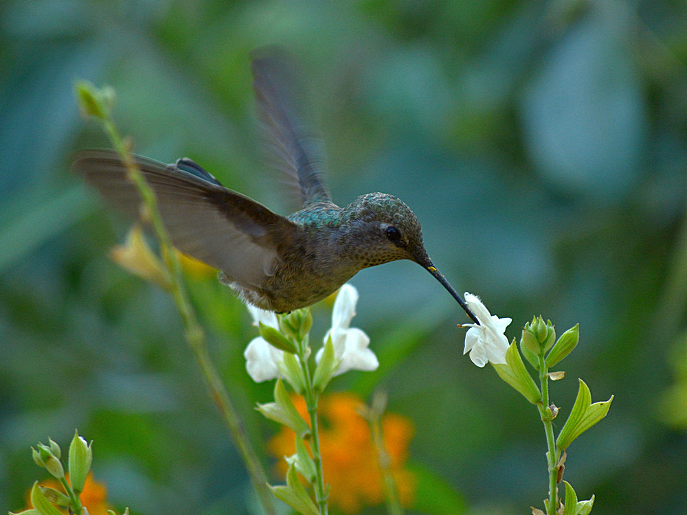 Hummer5.jpg