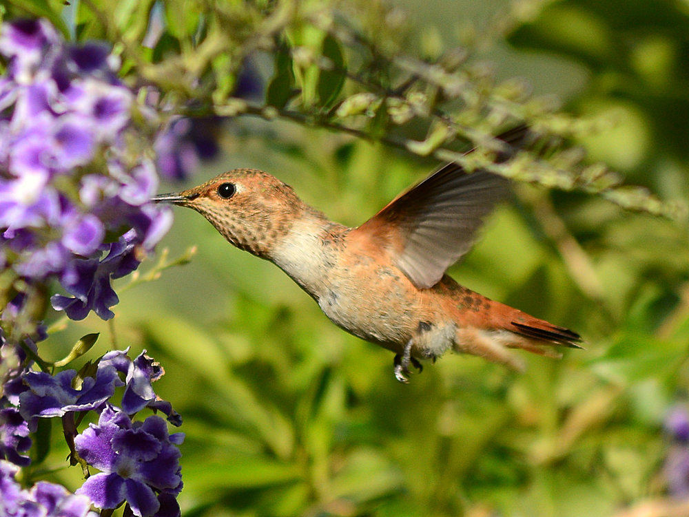 Hummer5.jpg