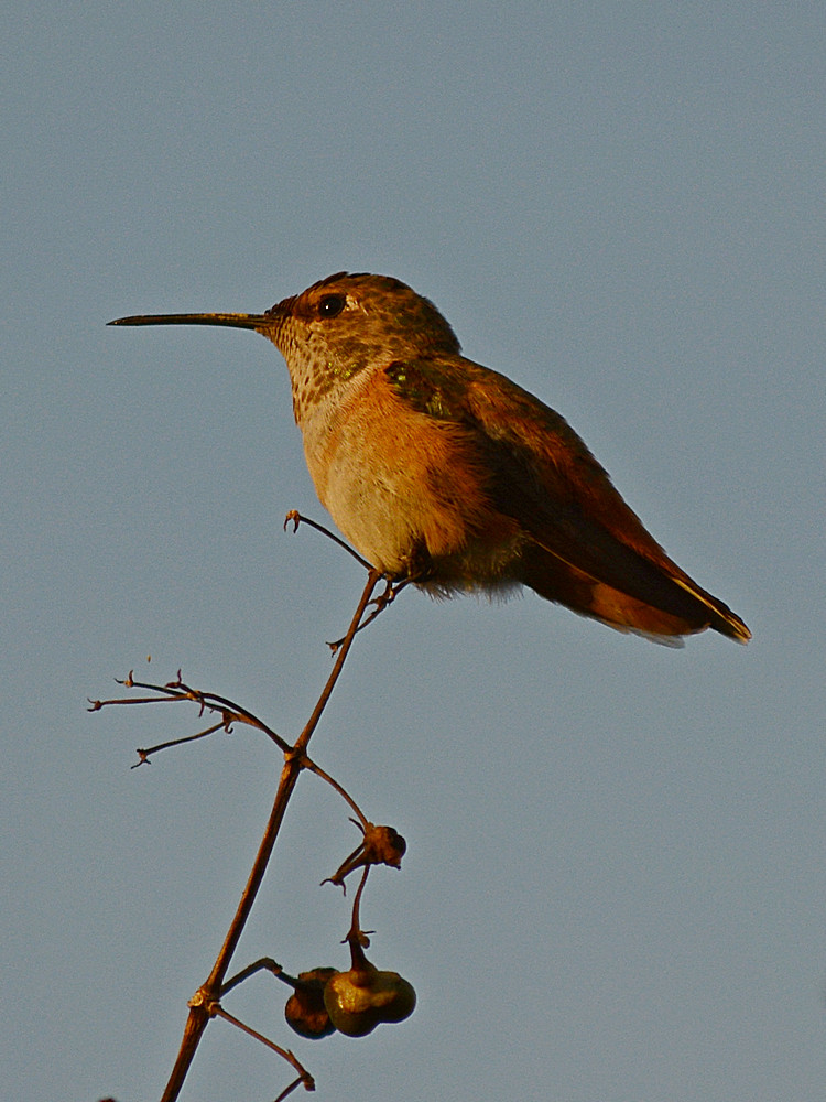Hummer5.jpg