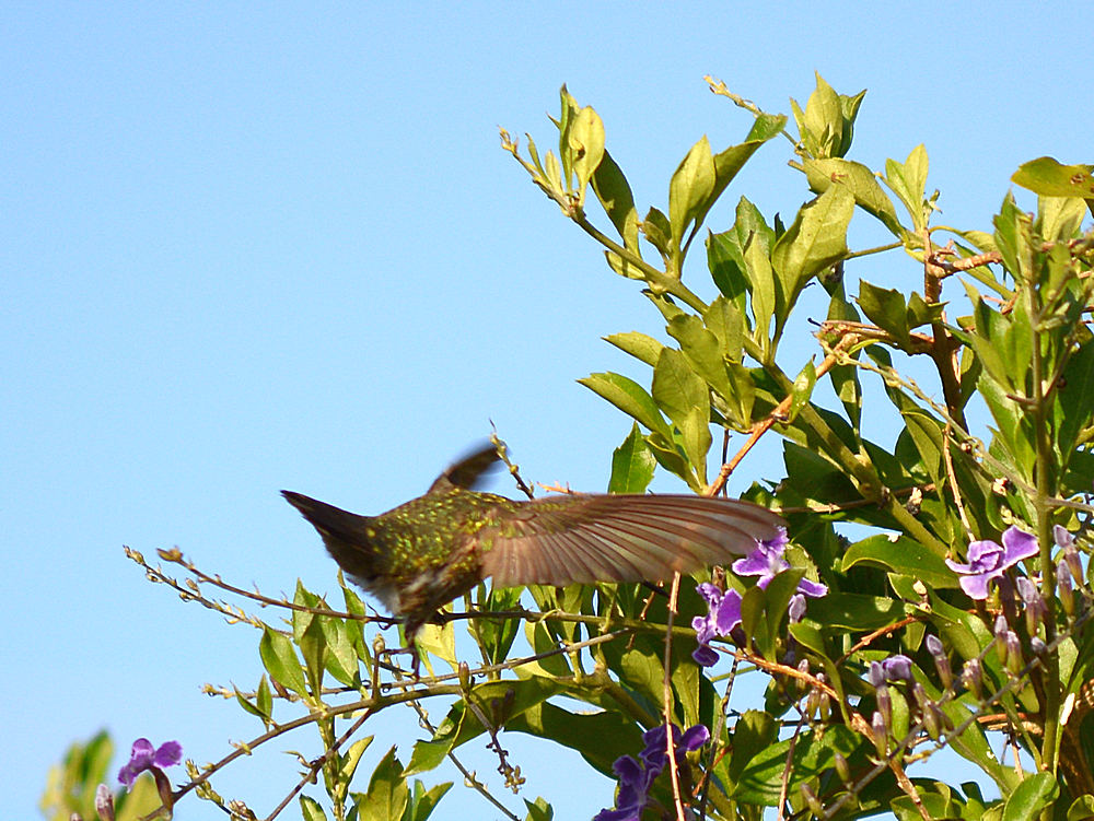 Hummer5.jpg