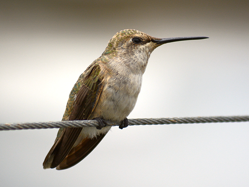 Hummer5.jpg