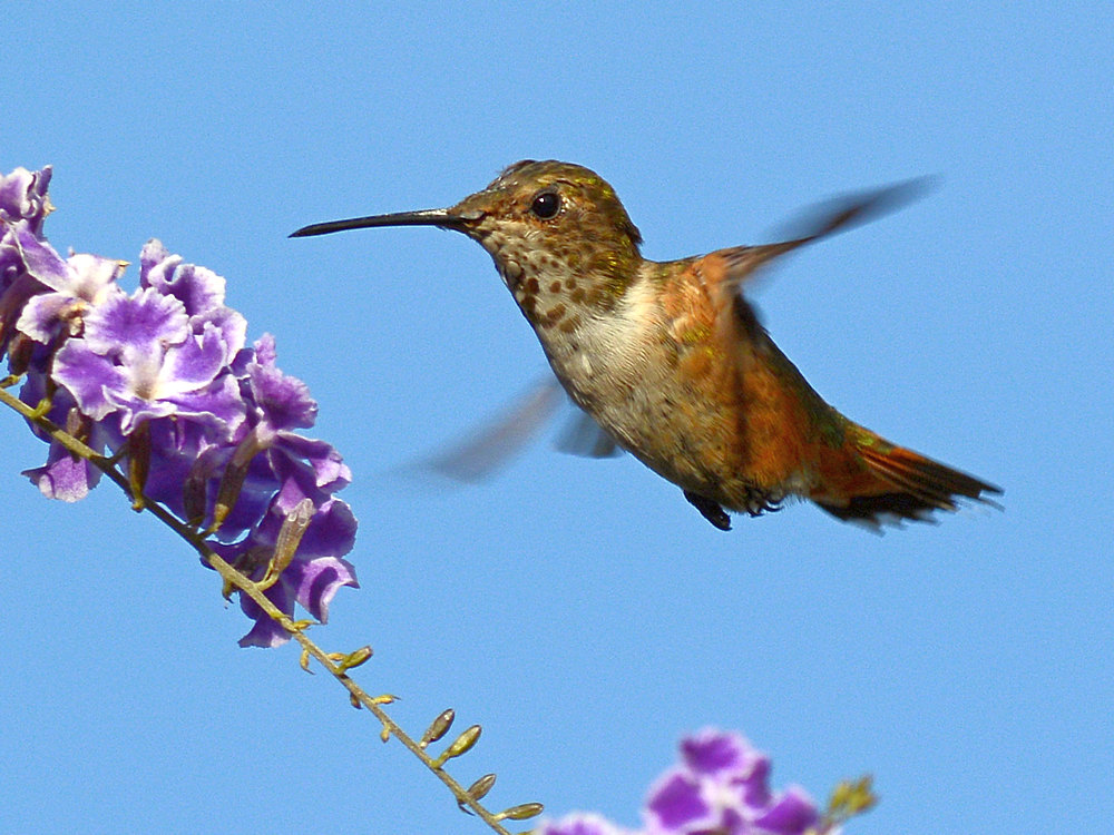 Hummer5.jpg