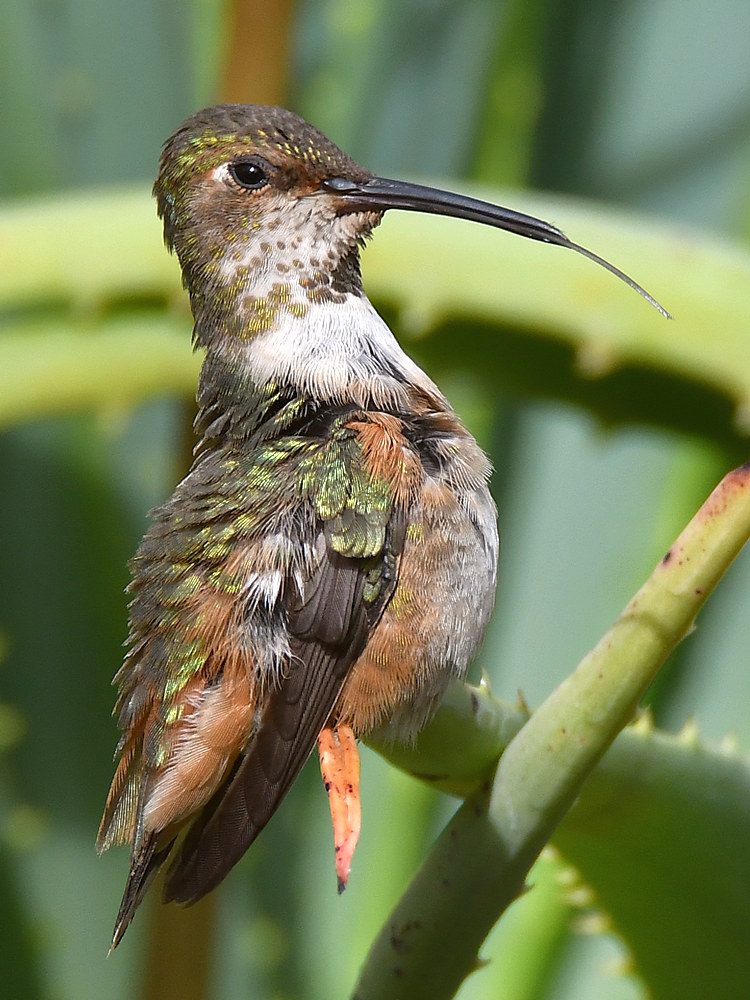 Hummer50.jpg