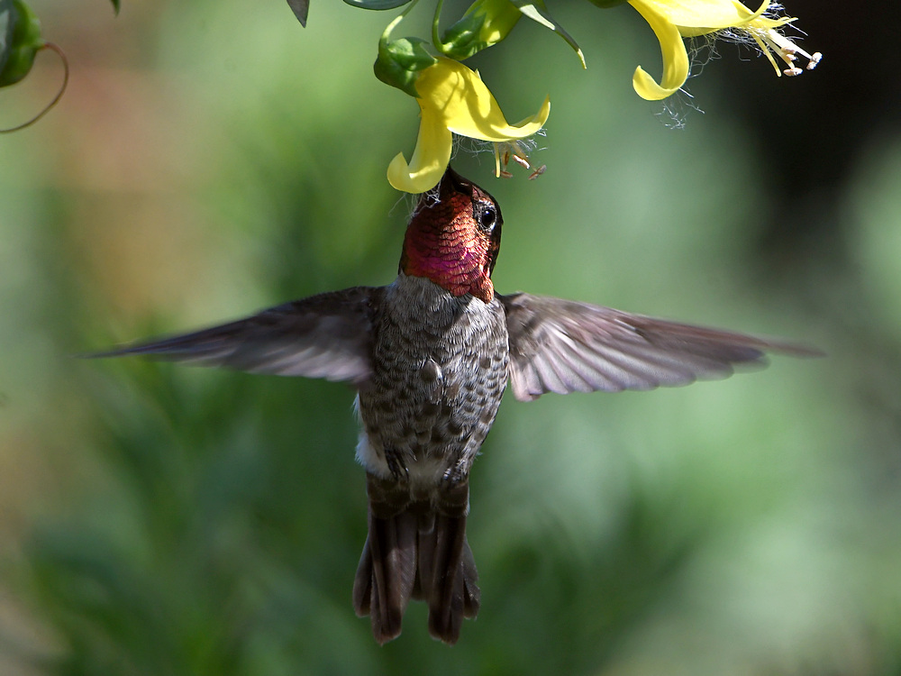 Hummer50.jpg