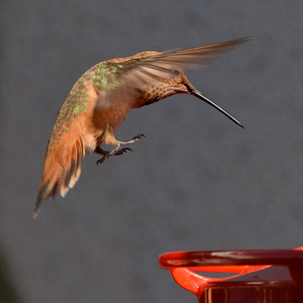Hummer50.jpg