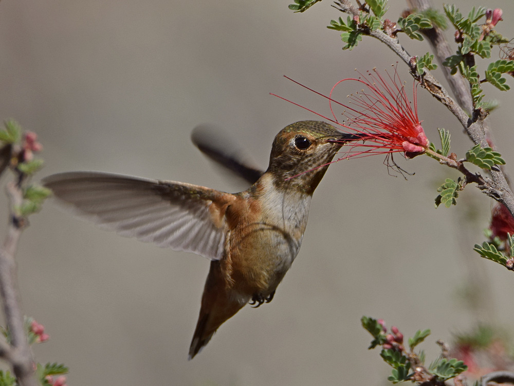 Hummer50.jpg
