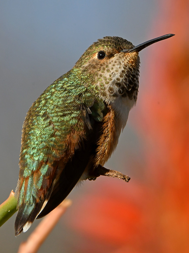 Hummer50.jpg
