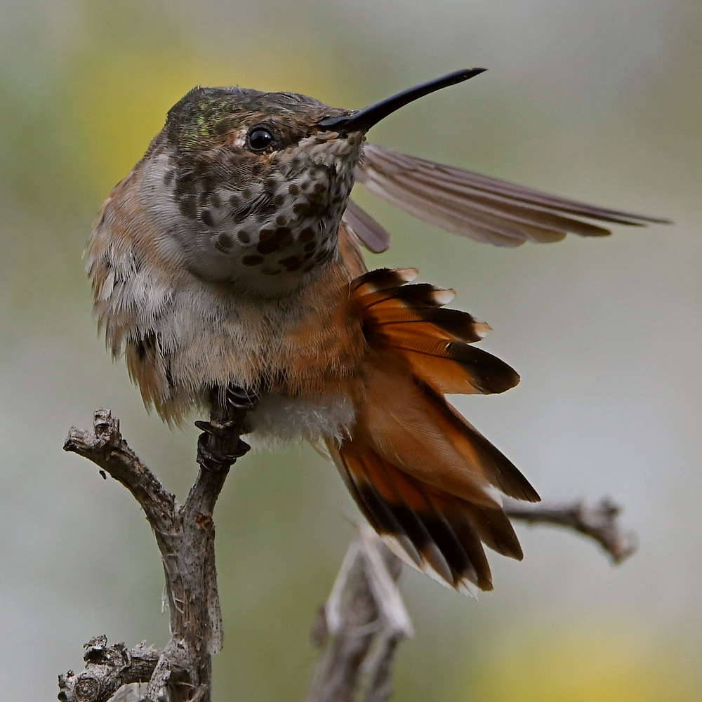 Hummer50.jpg