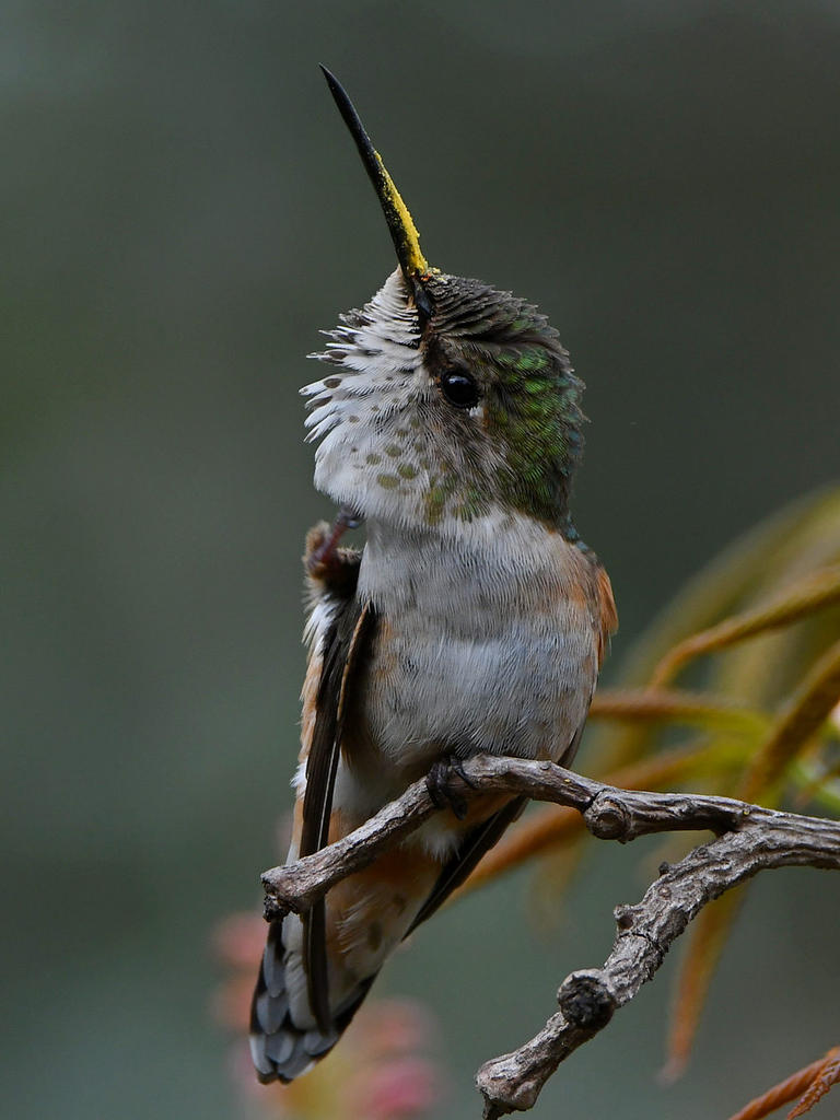 Hummer50.jpg