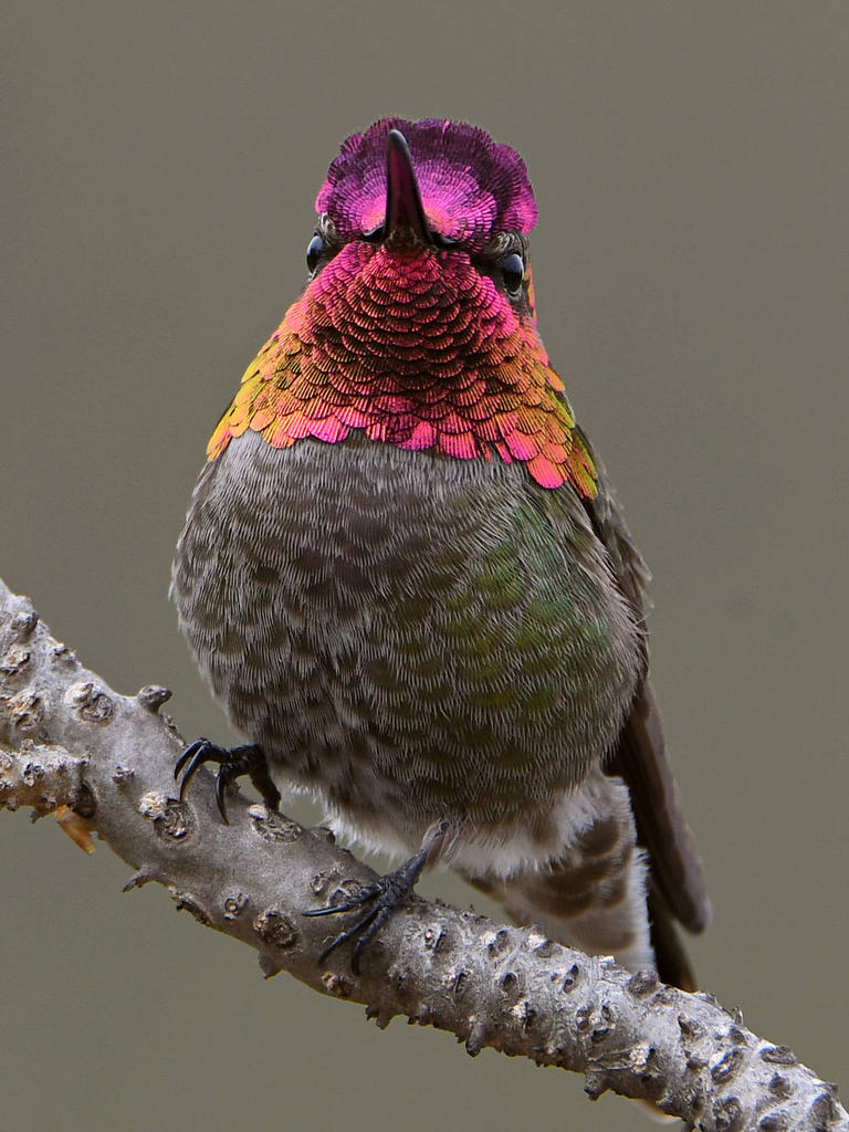 Hummer50.jpg