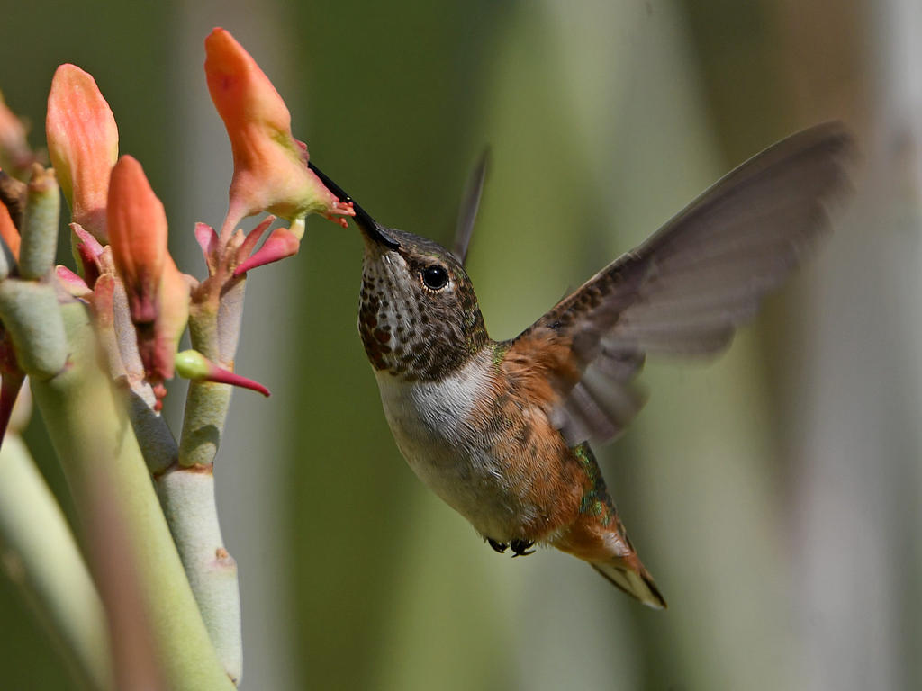 Hummer50.jpg